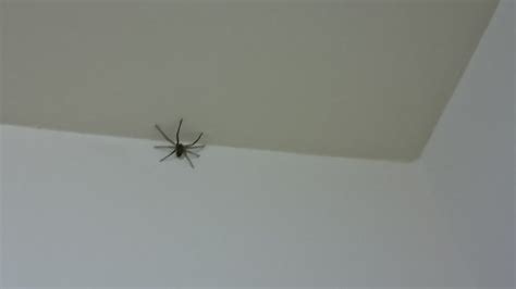 家裏出現蜘蛛 房間可以掛風鈴嗎